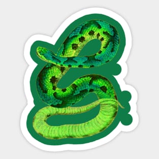 serpent,cobra,reptile,viper,venom,lizard,rattlesnake,king cobra Sticker